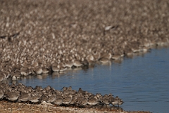 David Plant Photography - Wildlife Photography - Knot - O